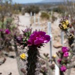 Tombstone Desert Flower in Boothill Graveyard