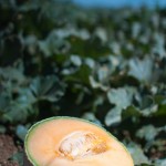 Joe DelBosque Farm - Cantaloupe