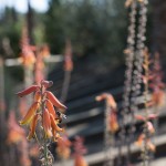 California Farm Water Coalition
