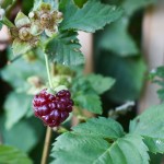 Boysenberry