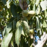 Walnut Tree